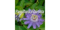TISANE BIO PASSIFLORE (Passiflora incarnata)